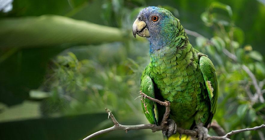 Jaco Parrot Native to Dominica